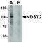 N-Deacetylase And N-Sulfotransferase 2 antibody, LS-B12161, Lifespan Biosciences, Western Blot image 