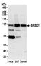 S1 RNA Binding Domain 1 antibody, A305-121A, Bethyl Labs, Western Blot image 