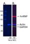 IgG-heavy and light chain antibody, A120-208D2, Bethyl Labs, Western Blot image 