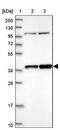 Family With Sequence Similarity 131 Member A antibody, PA5-60127, Invitrogen Antibodies, Western Blot image 
