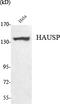Ubiquitin Specific Peptidase 7 antibody, STJ98495, St John