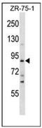 SLIT And NTRK Like Family Member 4 antibody, AP53935PU-N, Origene, Western Blot image 