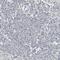 SH3 Domain Containing GRB2 Like 2, Endophilin A1 antibody, HPA026685, Atlas Antibodies, Immunohistochemistry frozen image 