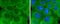 Optineurin antibody, GTX132575, GeneTex, Immunofluorescence image 