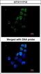 X-Ray Repair Cross Complementing 1 antibody, GTX111712, GeneTex, Immunofluorescence image 