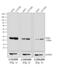 Mouse IgG (H+L) antibody, A16078, Invitrogen Antibodies, Western Blot image 