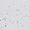Decorin antibody, HPA003315, Atlas Antibodies, Immunohistochemistry frozen image 