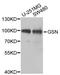 Gelsolin antibody, A2952, ABclonal Technology, Western Blot image 