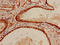 SHC-transforming protein 1 antibody, orb47499, Biorbyt, Immunohistochemistry paraffin image 