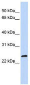 Max-like protein X antibody, TA344365, Origene, Western Blot image 