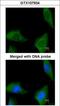 Coenzyme A Synthase antibody, GTX107934, GeneTex, Immunocytochemistry image 