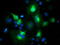 Microtubule-associated protein RP/EB family member 2 antibody, TA502918, Origene, Immunofluorescence image 