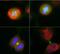 Aurora A antibody, NBP2-50049, Novus Biologicals, Immunofluorescence image 