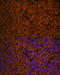 Patched 1 antibody, 15-720, ProSci, Immunofluorescence image 