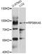 Ribosomal Protein S6 Kinase A5 antibody, 13-219, ProSci, Western Blot image 