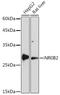 Nuclear Receptor Subfamily 0 Group B Member 2 antibody, GTX54598, GeneTex, Western Blot image 