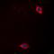 Laminin subunit alpha-4 antibody, orb256651, Biorbyt, Immunofluorescence image 