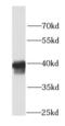 Pleckstrin antibody, FNab06532, FineTest, Western Blot image 