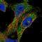 Pecanex 3 antibody, NBP1-93945, Novus Biologicals, Immunofluorescence image 