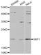 S-Phase Kinase Associated Protein 1 antibody, A12505, ABclonal Technology, Western Blot image 