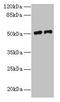 Phospholipase A2 Group VII antibody, LS-C318208, Lifespan Biosciences, Western Blot image 