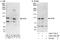 Activating Transcription Factor 6 antibody, A303-720A, Bethyl Labs, Immunoprecipitation image 