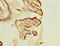 Kinesin Light Chain 1 antibody, LS-C675952, Lifespan Biosciences, Immunohistochemistry paraffin image 