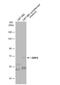 FAM20C Golgi Associated Secretory Pathway Kinase antibody, NBP2-16415, Novus Biologicals, Western Blot image 