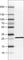 Succinate dehydrogenase [ubiquinone] iron-sulfur subunit, mitochondrial antibody, AMAb90705, Atlas Antibodies, Western Blot image 
