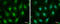 DNA-binding protein inhibitor ID-3 antibody, GTX70201, GeneTex, Immunocytochemistry image 