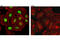S-Phase Kinase Associated Protein 2 antibody, 2652P, Cell Signaling Technology, Immunofluorescence image 