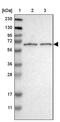 Solute carrier organic anion transporter family member 2A1 antibody, PA5-53083, Invitrogen Antibodies, Western Blot image 