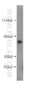 Phosphatidylglycerophosphate Synthase 1 antibody, 17149-1-AP, Proteintech Group, Western Blot image 