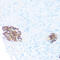 Ornithine Decarboxylase 1 antibody, 18-407, ProSci, Immunohistochemistry paraffin image 