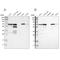 PDZ and LIM domain protein 5 antibody, NBP1-84842, Novus Biologicals, Western Blot image 