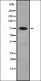 CCAAT Enhancer Binding Protein Zeta antibody, orb378245, Biorbyt, Western Blot image 
