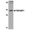 TNF Alpha Induced Protein 1 antibody, TA349201, Origene, Western Blot image 