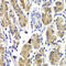 SHC Adaptor Protein 1 antibody, 23-133, ProSci, Immunohistochemistry paraffin image 