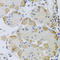Anaphase Promoting Complex Subunit 10 antibody, LS-C409866, Lifespan Biosciences, Immunohistochemistry frozen image 