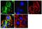Apolipoprotein B-100 antibody, GTX15664, GeneTex, Immunofluorescence image 
