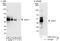 Junctional Adhesion Molecule 3 antibody, A303-761A, Bethyl Labs, Immunoprecipitation image 