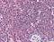 Caspase recruitment domain-containing protein 11 antibody, orb88654, Biorbyt, Immunohistochemistry paraffin image 