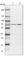 Negative Elongation Factor Complex Member B antibody, HPA020259, Atlas Antibodies, Western Blot image 