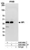 Mannose Phosphate Isomerase antibody, A305-494A, Bethyl Labs, Immunoprecipitation image 