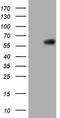 Protein Z, Vitamin K Dependent Plasma Glycoprotein antibody, TA806675S, Origene, Western Blot image 