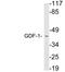 Growth Differentiation Factor 1 antibody, A07609, Boster Biological Technology, Western Blot image 