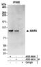 Methionyl-TRNA Synthetase antibody, A303-961A, Bethyl Labs, Immunoprecipitation image 
