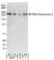 RNA Polymerase II antibody, A303-835A, Bethyl Labs, Western Blot image 