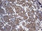 Zinc Finger Protein 2 antibody, M11482, Boster Biological Technology, Immunohistochemistry paraffin image 