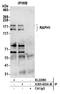 RAPH1 antibody, A305-603A-M, Bethyl Labs, Immunoprecipitation image 